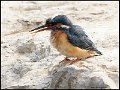 _9SB8392 common kingfisher